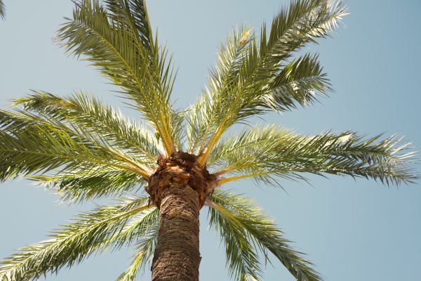 Palm Tree Removal in Woodinville