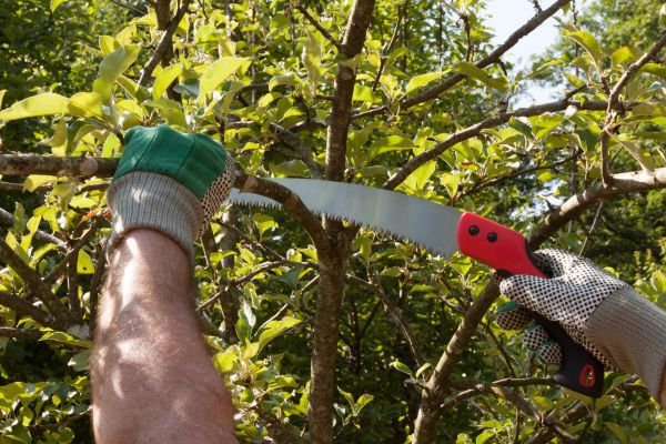Small Tree Removal in Woodinville