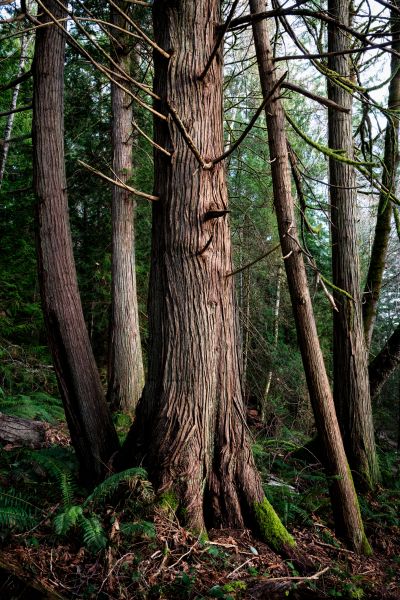 Cedar Tree Removal in Woodinville