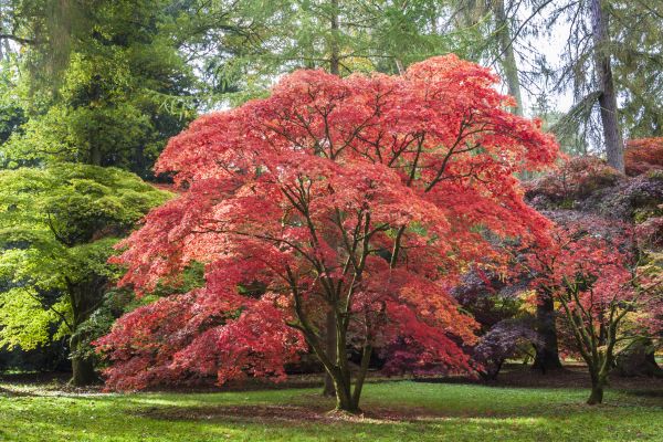 Maple Tree Removal in Woodinville