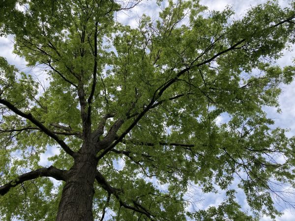 Oak Tree Removal in Woodinville