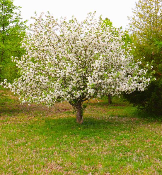 Cost of Dogwood Tree Removal in Woodinville