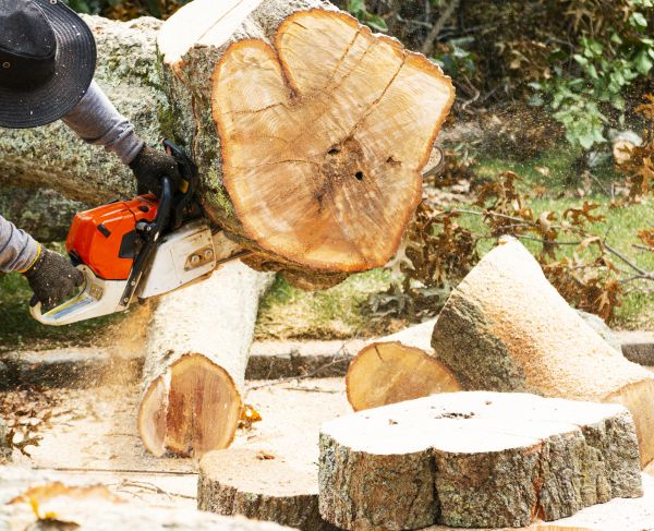 Tree Removal Service in Woodinville
