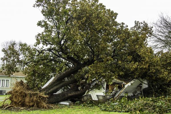 Fallen Tree Removal in Woodinville