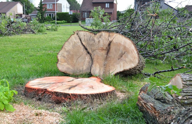 Elm Tree Removal