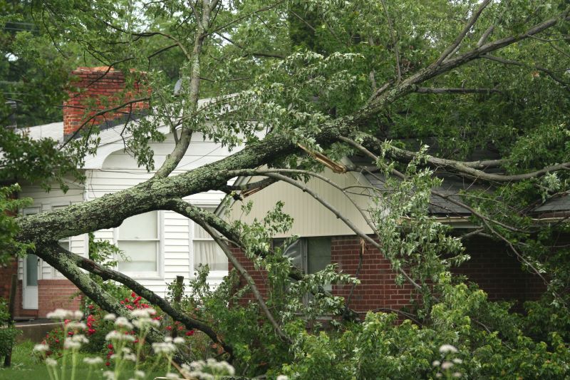 Emergency Fallen Tree Removal