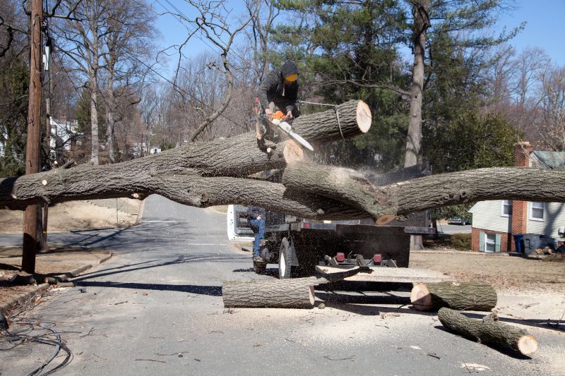 Fallen Tree in a Commercial Area