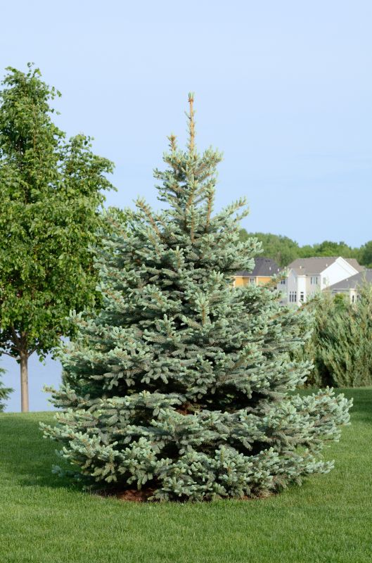 Spruce Tree Removal