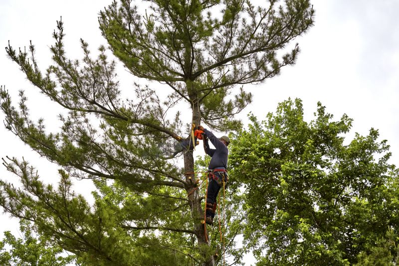Spring Tree Removal Process