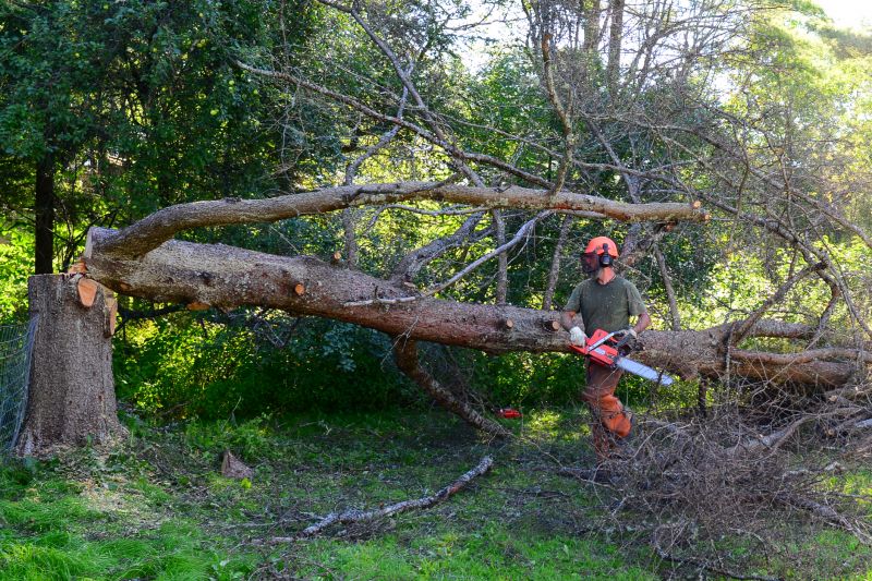 Fall Tree Cutting