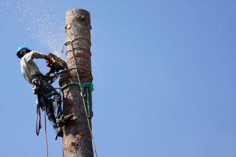 Tree Felling in Progress